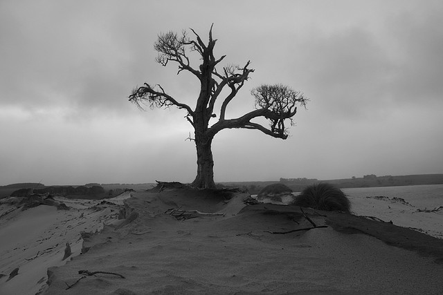 Dead Tree Chatham Islands