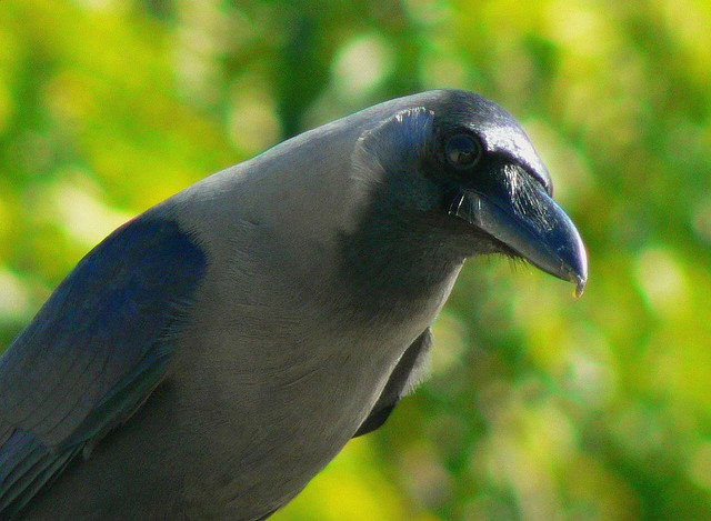 crow