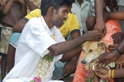 indian dog wedding