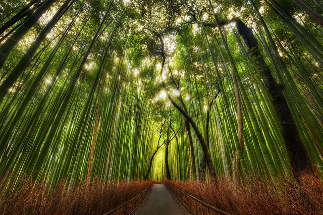 Today's daily photo was taken while exploring the wilds outside of Kyoto a few weeks ago.  It was a beautiful place!  The walk took me into this giant bamboo forest.  After strolling through it for a short eternity, I set up for shot.  This is a standard 5-exposure HDR; it was shot with a 14-24mm lens.  For those of you new to the site, you can find out more about my process in the HDR Tutorial. Some Twitter Lists for You! As you guys know, I've been using Twitter for the past 27 years or so.  Over that time, I've built up a good list of people to follow.  Now, I can share this list and more very easily with you.  When you visit the links below, you can "Follow" the list.  Or, you can also go through and follow the individuals.  Any questions?  Just ask below! 	Stuck In Customs Community - This is a list of everyone around here that has signed up on this thread (you can sign up there too!).  This is a great "channel" to listen into to hear everything that's going on with all of us!  If you ever need advice, have questions, or just want to share, be sure to follow the people inside and talk it up... that's what Twitter is for! *Make Recommendations for this list here! 	Art for the Right Brain - Here is a collection of inspirational artists, designers, illustrators, and the like that I find inspirational.  I didn't really add any photographers to this list... *Make Recommendations for this list here! 	Art Museums to Know - Did you know there are Museums on twitter too?  They talk about new exhibits,visiting artists, special events, and the like.   *Make Recommendations for this list here! 	Funny Twitter Heads - A collection of very funny people on Twitter.  If you are easily offended... don't look!  *Make Recommendations for this list here! 	Wow - Nice Tweets! - A random assortment of people that I follow that send out all kinds of interesting Tweets on this and that.  *Make Recommendations for this list here! Do the good people on here a favor.  Follow the list, and then go through and follow some of the most interesting individuals inside.  Twitter is better once you build your own personalized list, and this will be a really good injection of inspiration into your world, I hope! After you follow the lists and some people therein... Then you can then easily switch to that "channel" in Twitter to see the latest.  Also, very soon you'll be able to add that List as a Column in Tweetdeck, a program I highly recommend.  As soon as they enable this, I'll come update this post! And, of course, be sure to tell your friends the fun of lists, especially those new to Twitter.  If people start out by getting good links with nice art and funny comments, it makes it a much better experience from the beginning! from the blog www.stuckincustoms.com
