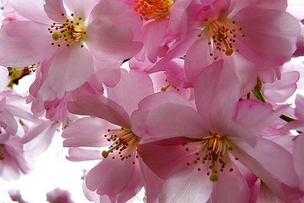 जंगली फूल