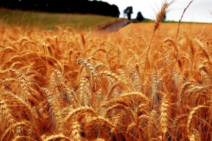 सत्य का मार्ग