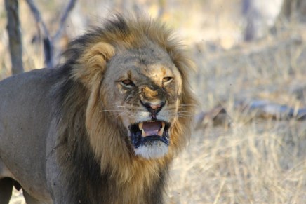 शेर और हाथी