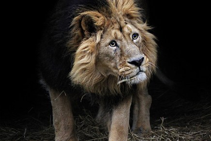 जंगल में नास्तिक