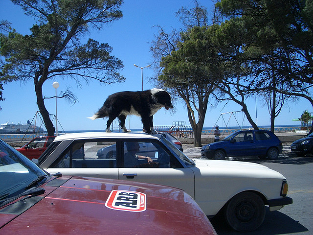 dog on car