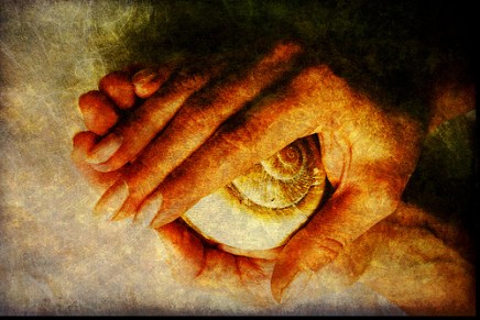 11 Pigs – 11&nbsp;सुअर