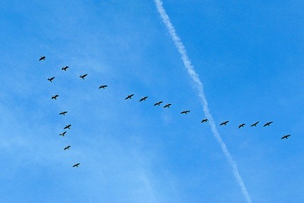 आकाश में पक्षी V आकार में क्यों उड़ते&nbsp;हैं?