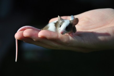 मनुष्यों और अन्य जीव-जंतुओं में क्या अंतर&nbsp;है?